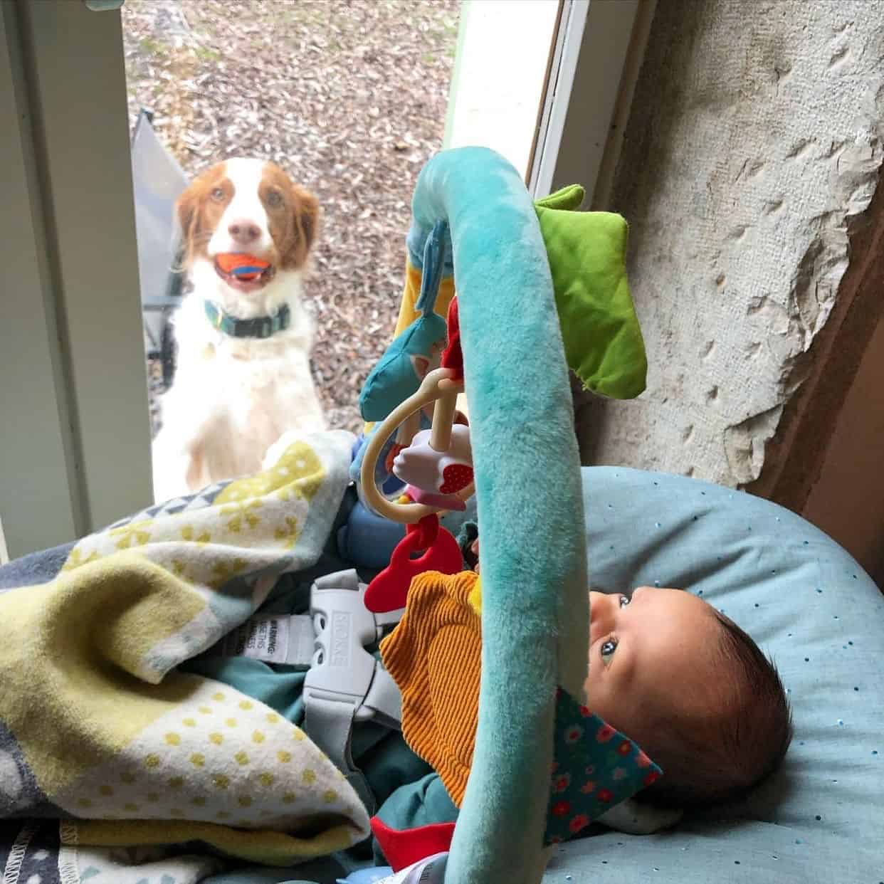 Dog wants to play fetch looking at new baby