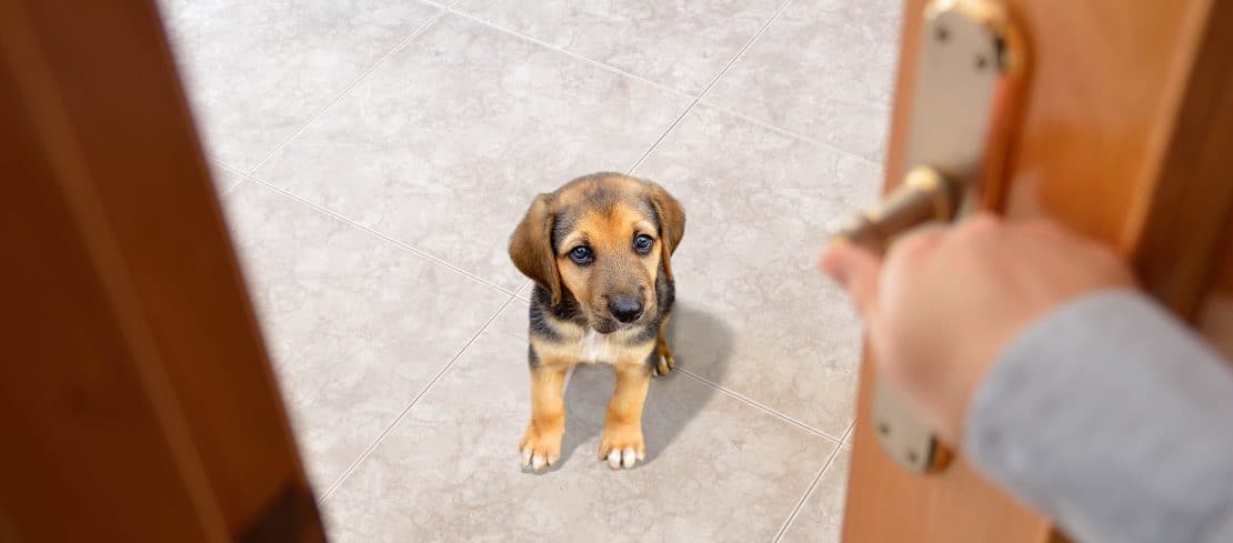 Dog Separation Anxiety from Being Left Home Alone