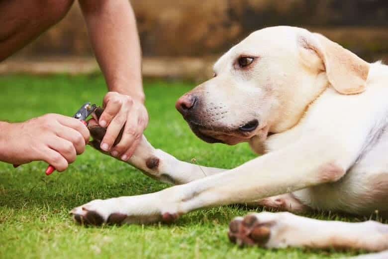 dog getting nails clipped with no anxiety